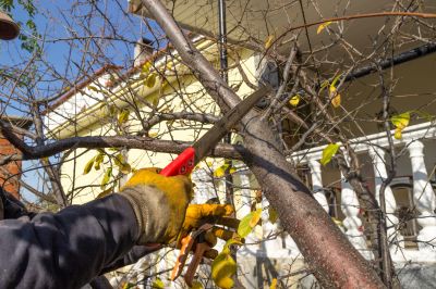 Commercial Tree Trimming Service