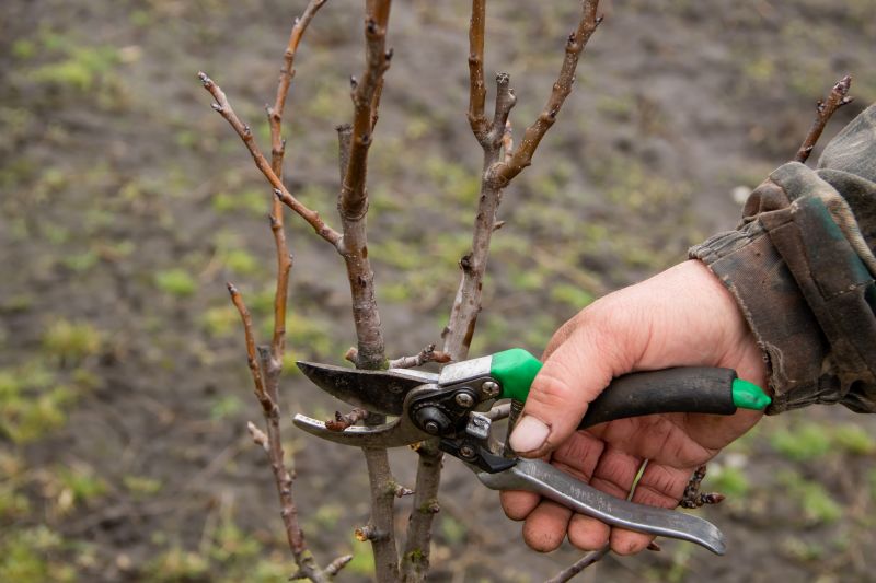 Bradford Pear Tree Pruning in Aiken, SC