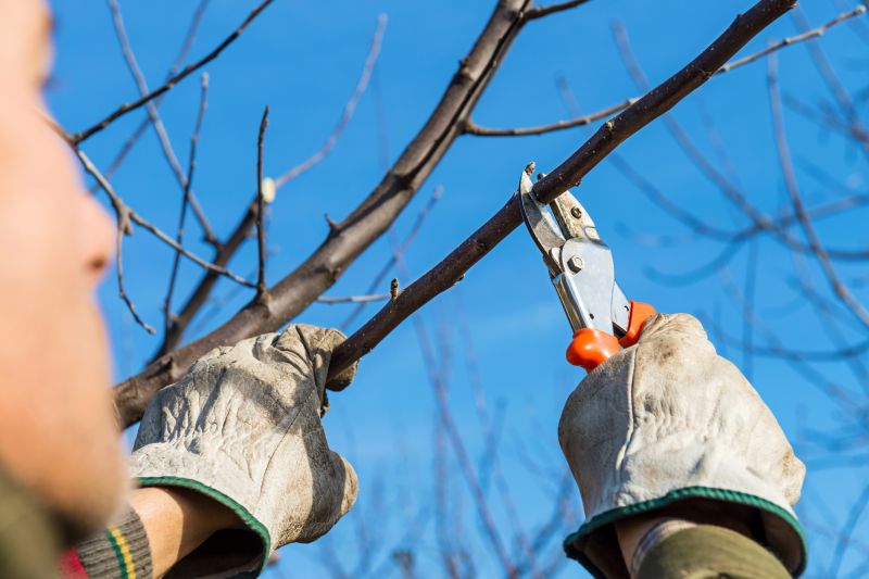 Branches Pruning in Aiken, SC
