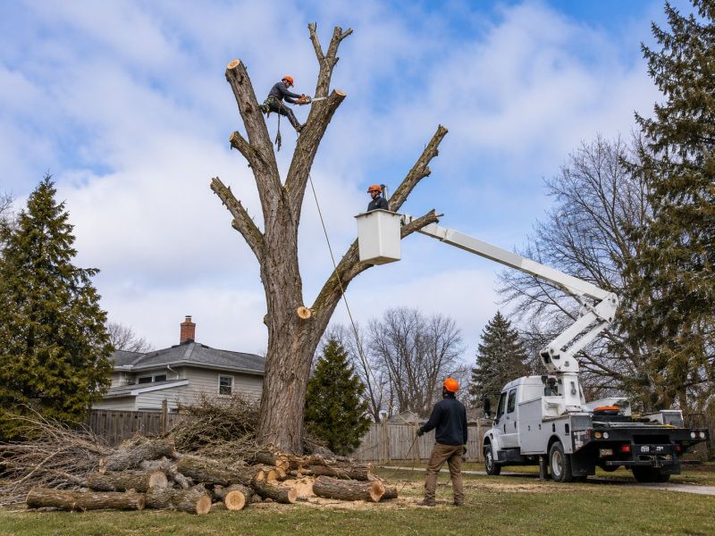 Maple Tree Removal in Aiken, SC