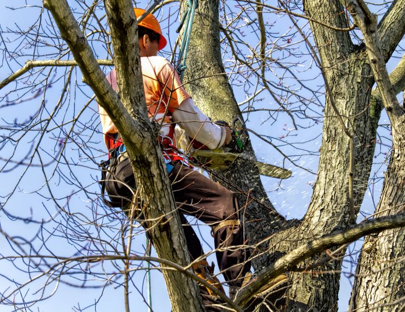 Promotes healthier tree growth
