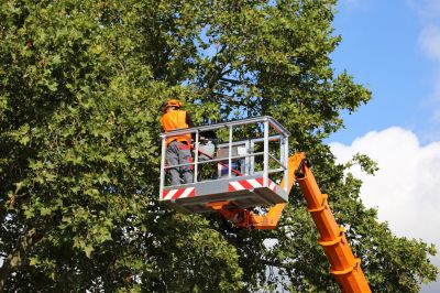Commercial Trees Trimming