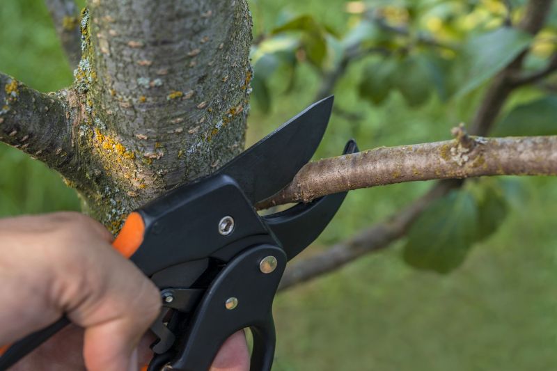 Commercial Trees Trimming
