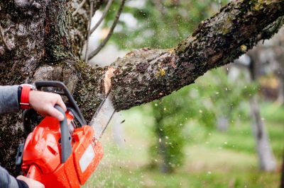 Commercial Trees Trimming