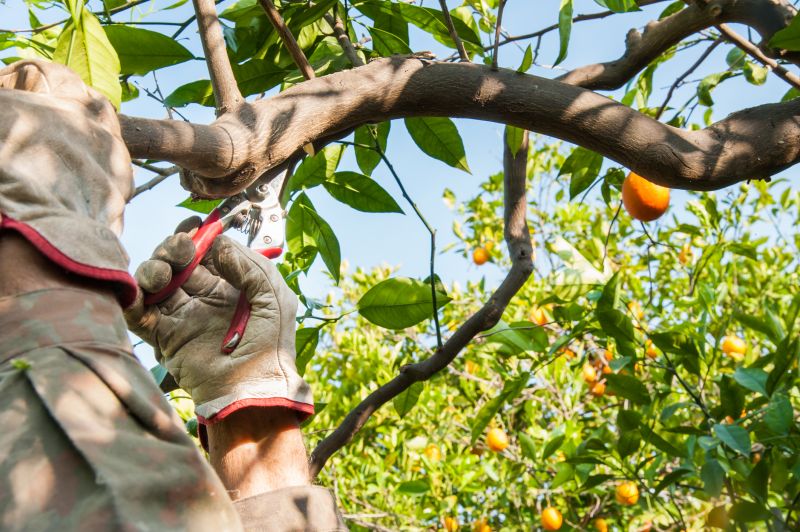 Apple Tree Pruning in San Jose, CA