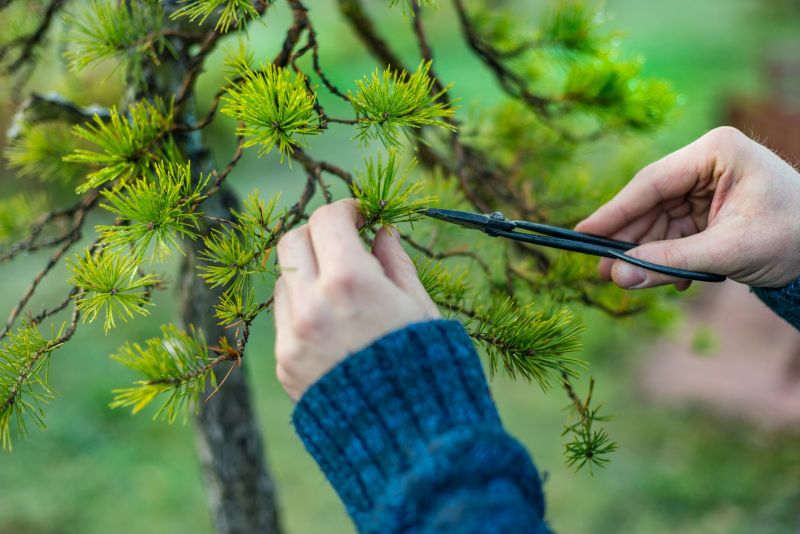 Apple Tree Pruning in Aiken, SC