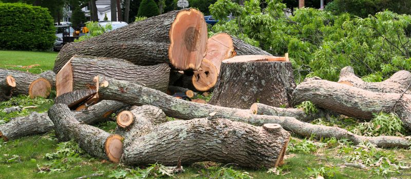 Apple Tree Removal in Allentown, PA