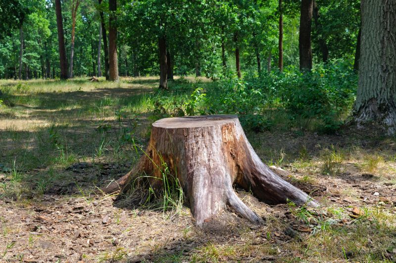 Bamboo Stump Removal in Aiken, SC