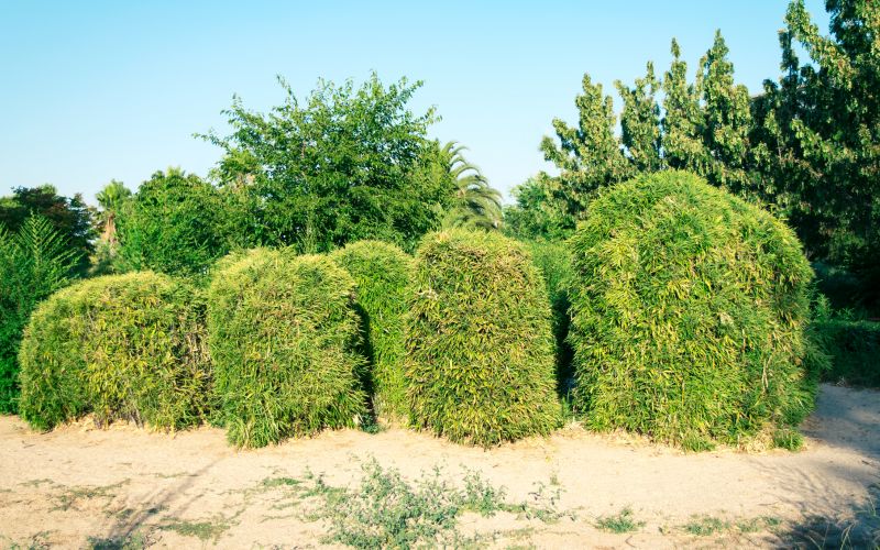 Bamboo Trimming in Rockwall, TX