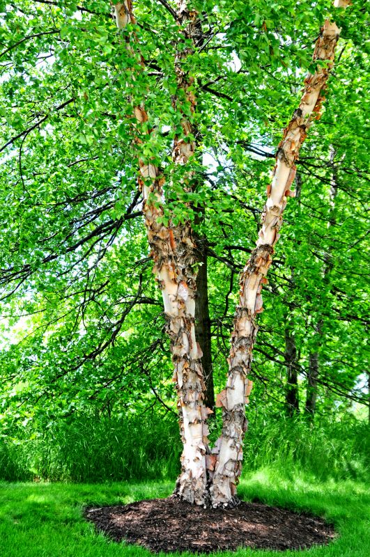 Birch Tree Pruning in Doylestown, PA