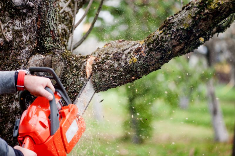 Birch Tree Removal in Allentown, PA