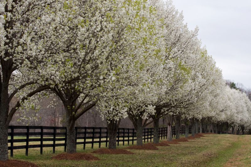 Bradford Pear Tree Pruning in Doylestown, PA