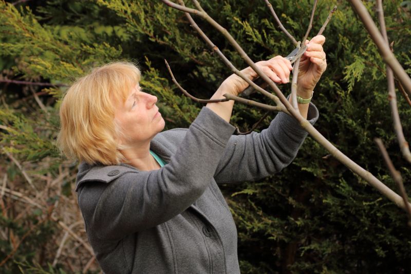 Canopy Pruning in Pottstown, PA