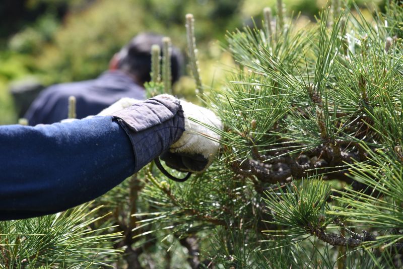 Cedar Tree Pruning in Reno, NV