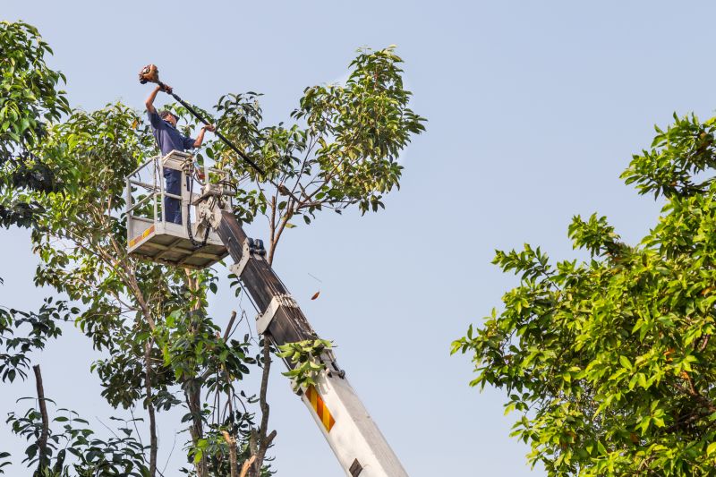 Commercial Tree Trimming in Bucks County, PA