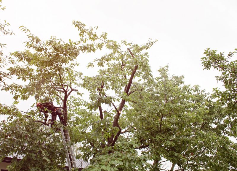 Commercial Tree Trimming in Reno, NV