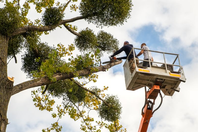 Commercial Trees Trimming