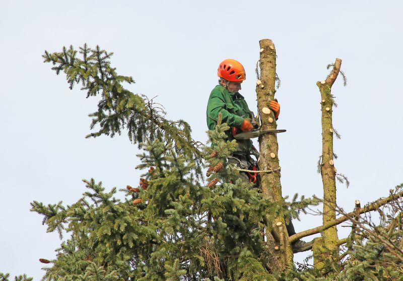 Commercial Trees Trimming