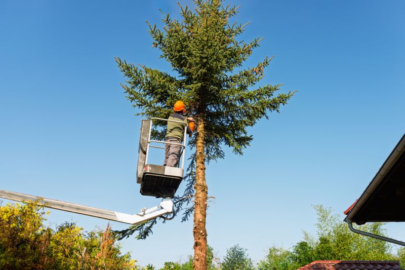 Commercial Trees Trimming