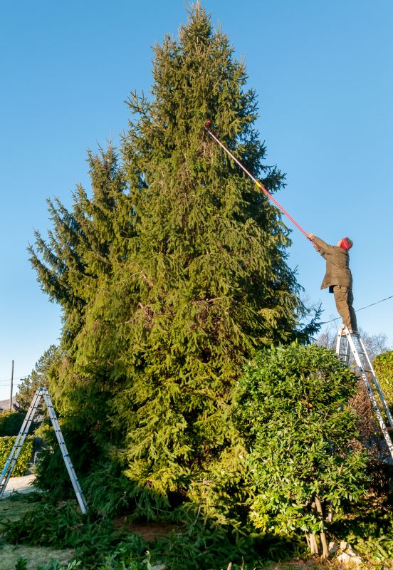 Commercial Trees Trimming