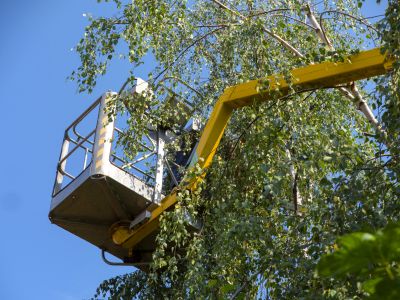 Tree Pruning Equipment