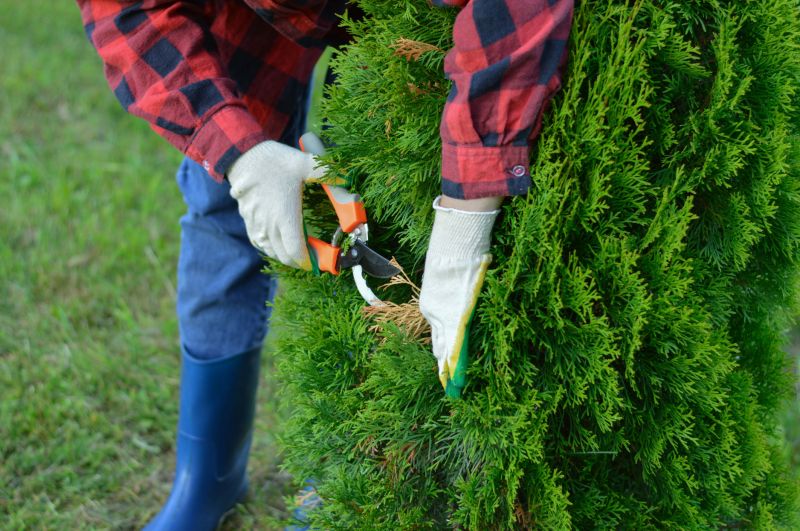 Crape Myrtle Pruning in Ventura County, CA
