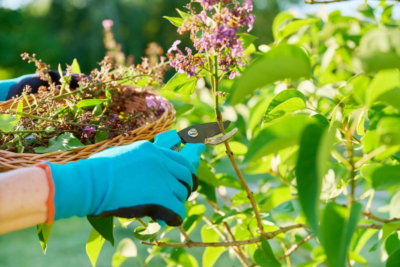 Crape Myrtle Pruning in Rockwall, TX