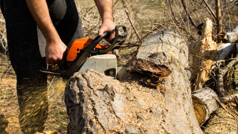 Cypress Tree Removal in San Jose, CA