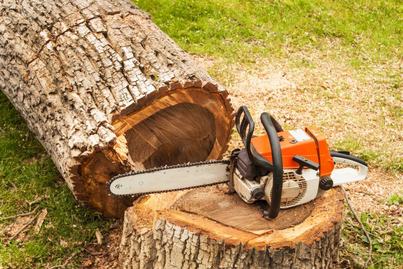 Dead Branch Removal in San Jose, CA