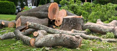 Dead Tree Removal in Bucks County, PA
