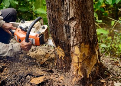 Large Tree Being Cut