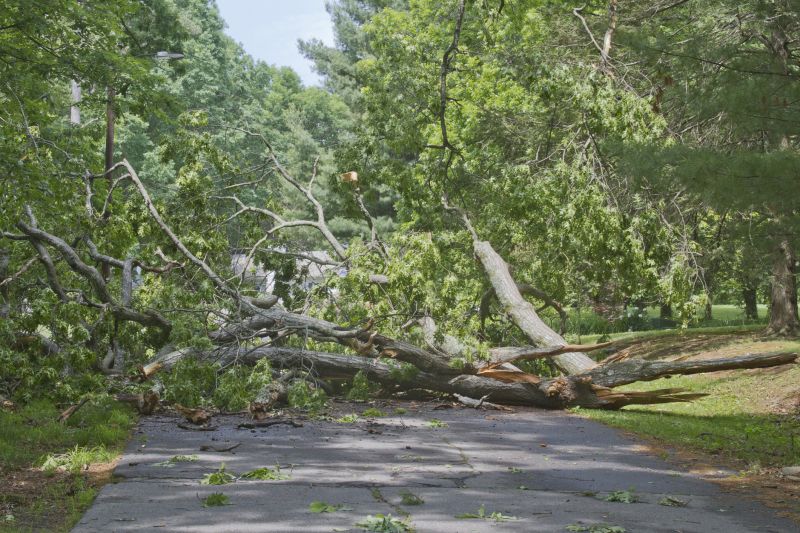 Storm Damage Tree on Roadway