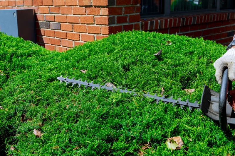 Hedge Removal Service in Aiken, SC