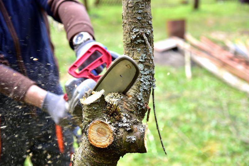 Hickory Tree Trimming in Doylestown, PA