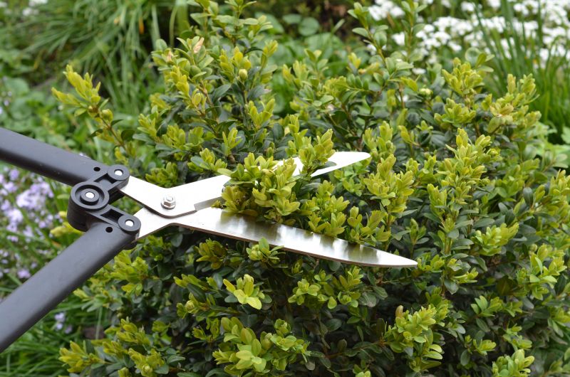 Holly Bushes Trimming in Ventura County, CA