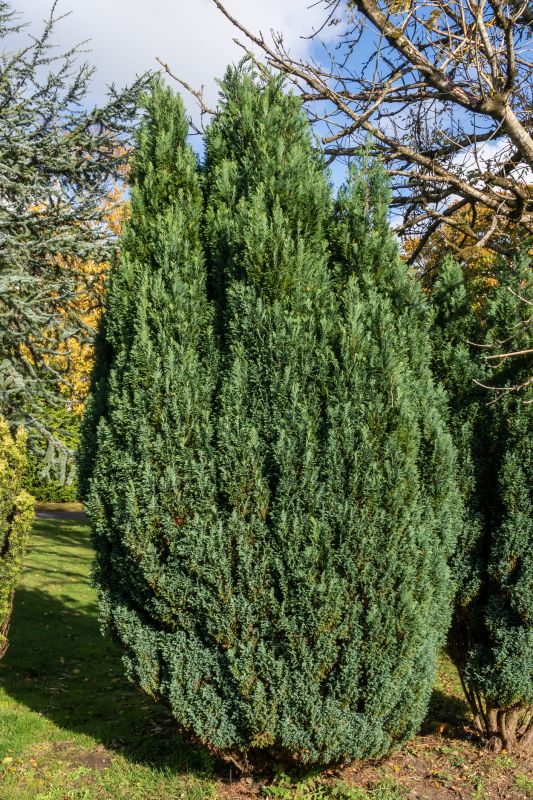 Juniper Pruning in Aiken, SC