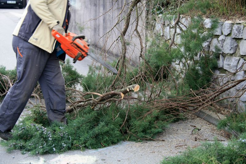 Mimosa Tree Removal in Doylestown, PA