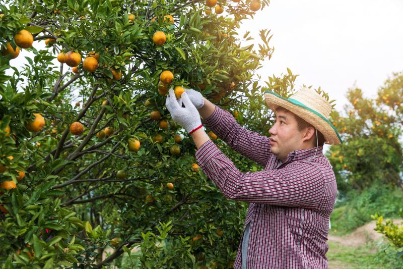Orchard Tree Pruning in San Jose, CA