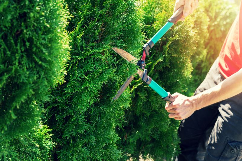 Shrub Pruning in Ventura County, CA