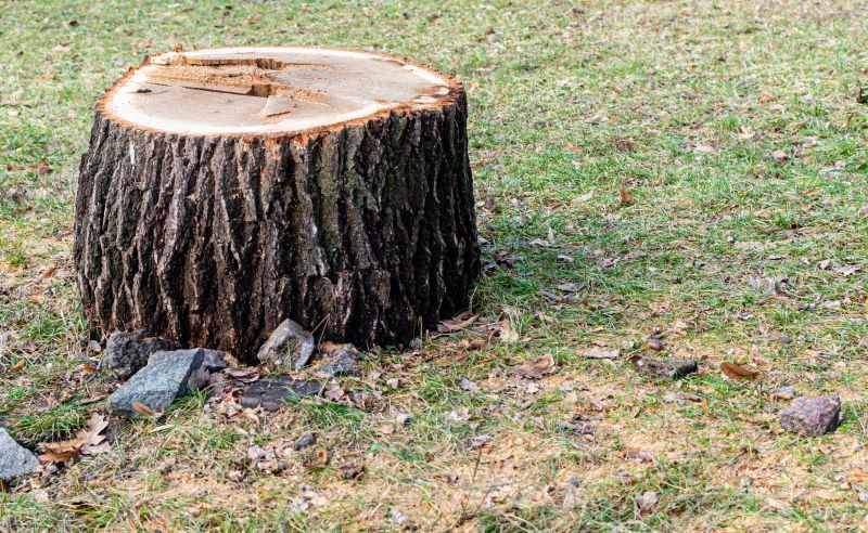 Stump Cutting in Calvert County, MD
