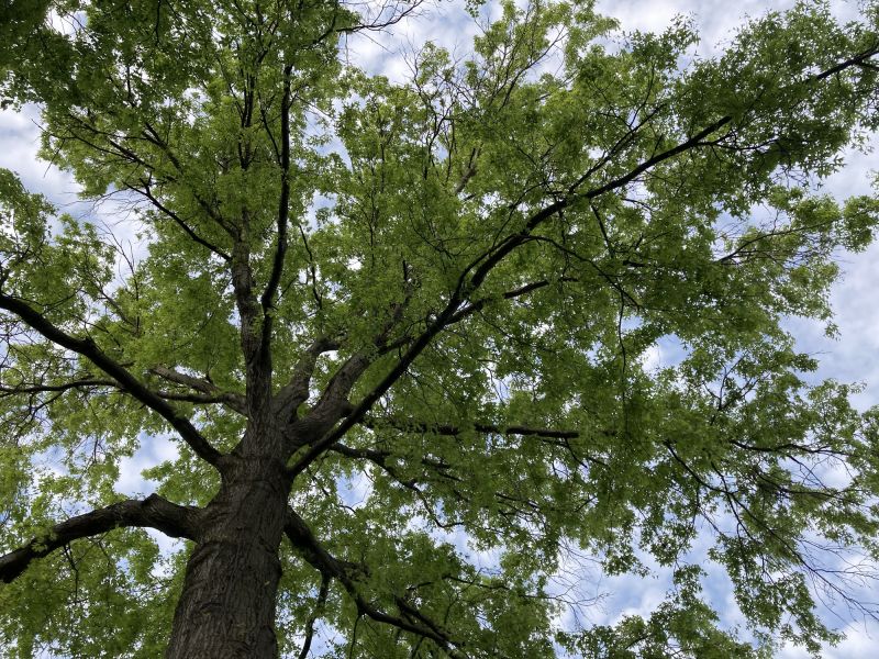 Tree Canopy Thinning in Doylestown, PA