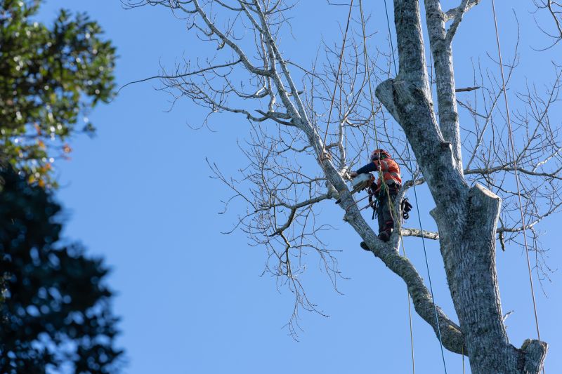 Pruning by Certified Arborist
