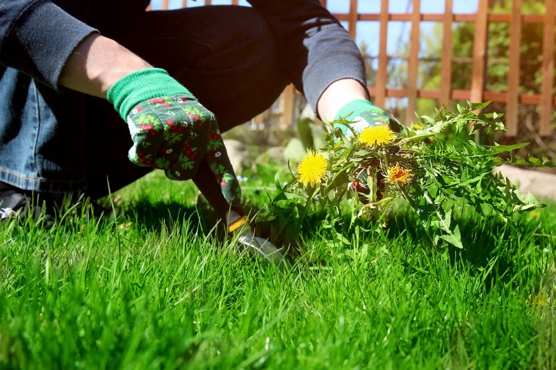 Weeding Service in Ventura County, CA