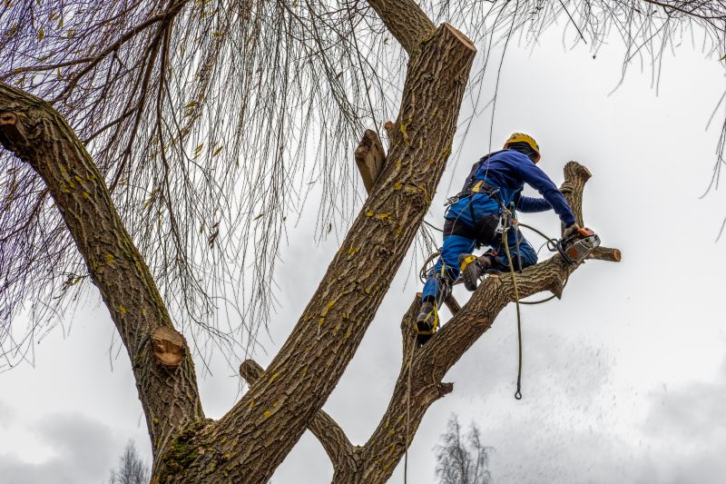 Tree Maintenance Planning