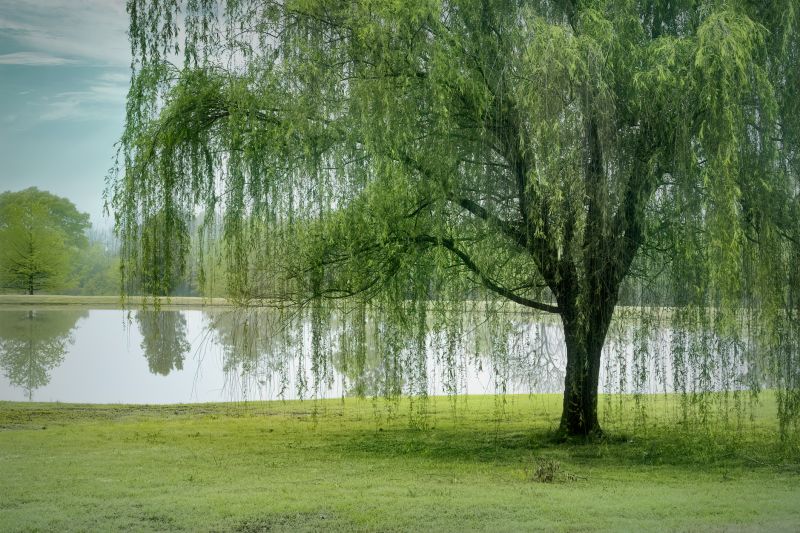 Willow Tree Removal in Aiken, SC