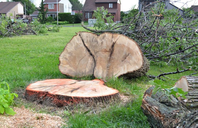 Willow Tree Removal in Pottstown, PA